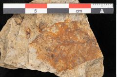 Foto (Detailansicht) von Quercus palaeoilex Ettingshausen (NHMW-GEO-2024-0188-6372)